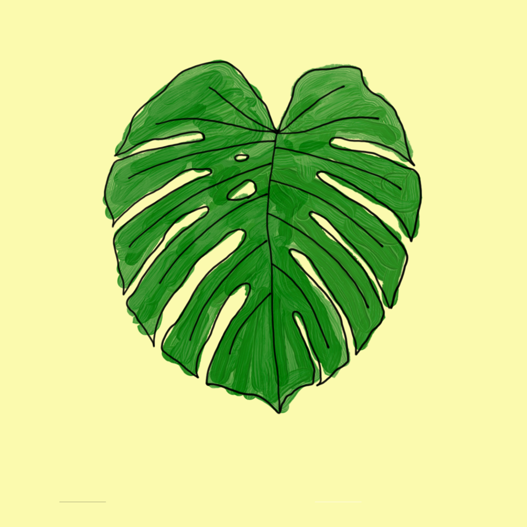 MONSTERA